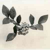 7/19/1917 "Cluster of Brooks berries"