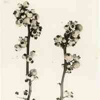 7/27/1915 "Cluster of Sooy berries."