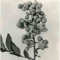 8/3/1917 "Harding x Chatsworth according to the record, but the plant different from all others in the row."