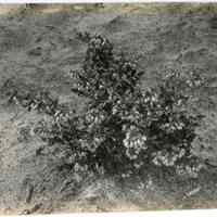          5/12/1915 