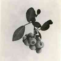          7/17/1918 picture number 1
   