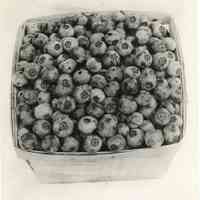 7/7/1915 "Brooks-Sooy hybrid berries"