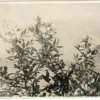5/18/1914 "A Rube Leek bush one year old."