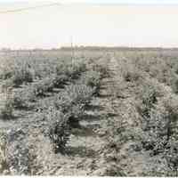 7/18/1916 "Washington Field"