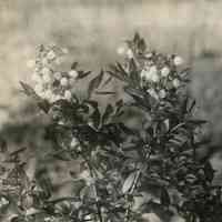 5/18/1914 "Rube Leek bush"