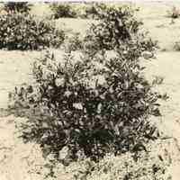          7/18/1918 picture number 1
   