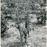 8/2/1917 "Budded plant, July 29,1916"