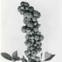 7/3-6/1919 "Original 1201, without blueberry"