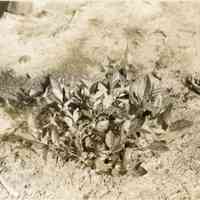 7/9/1914 "Cutting from the spring of 1912"