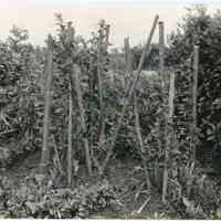 7/20/1917 "Sam sprouts from buds of 1916 on wild bushes on the dam"