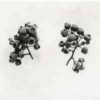 7/29/1914 "Chatsworth natural size"