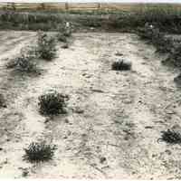 5/13/1915 "Sorrel as a weed near row 6, plant 7, Old Field"