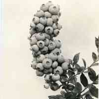 7/19/1917 "Cluster of berries"