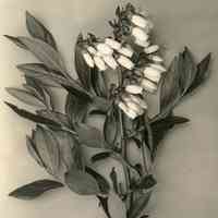 5/12/1915 "Old Field, row 14, plant 3, Grant 1"