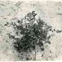 5/13/1915 "Russel x Sooy"