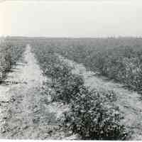 7/6/1919 "1203, 21" copy