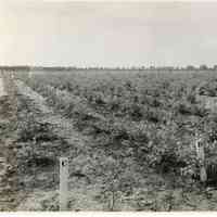 7/18/1916 "Washington Field"