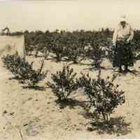 Unknown date, "Elizabeth white in the field, #33"