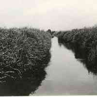 7/18/1918 "Channel of water between the bogs"