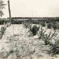 7/20/1917 "New sprouts ready for budding in Old Field"