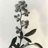          7/17/1918 picture number 1
   