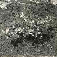 7/29/1914 "Haines"