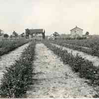 8/2/1917 "4-year-old hybrids"