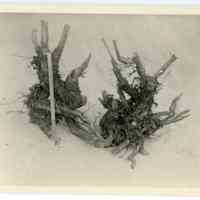          11/1916 A cluster of roots picture number 1
   