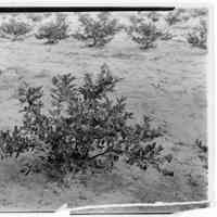 7/25/1924 "Bush of Pioneer"