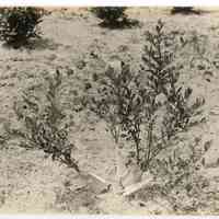 7/18/1916 "Bush of Anderson no. 1"