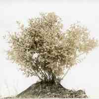 7/9/1914 "Brooks seedling of 1908"