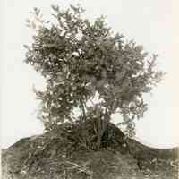 7/9/1914 "Brooks seedlings of 1908. planting of 1911"