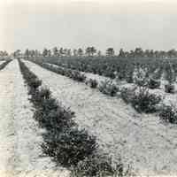 7/3-6/1919, "1193, 9" copy