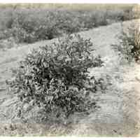 7/2/1918 "J61 Union"