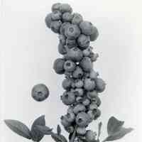 7/3-6/1919 "Similar to 1201, 23" copy