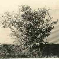 6/30/1913 "First bush, north row, north side"