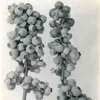 8/3/1917 "Two clusters of Sooy x Chatsworth berries"