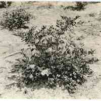 7/18/1916 "Washington Field"