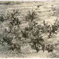 7/17/1918 "Budded to Pioneer, Aug. 1916"