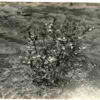 5/12/1915 "Birdsall"