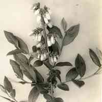 5/13/1915 "Brooks x Sooy hybrid flowers"