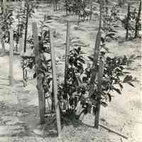          1916 