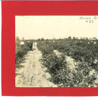 Observation of Blueberry Pickers