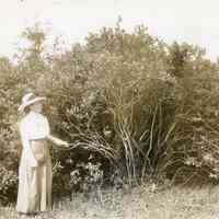 7/9/1914 "Eight foot bush called The Island beside Elizabeth White"