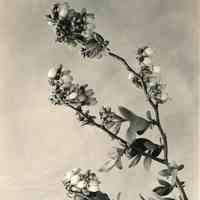 5/15/1920 "Blueberry Flowers"