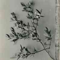 5/15/1920 "Rubel flowers, mature wood"