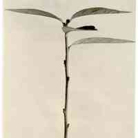 11/2/1911 "Cutting made Sept 15, 1911"