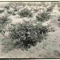 7/25/1924 "Bunch of Cabot"