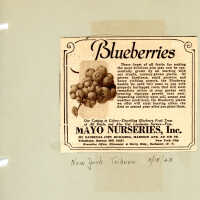 Advertisement for Blueberries