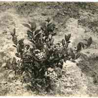7/27/1915 "Old Field, row 31, plant 21, Rubel."